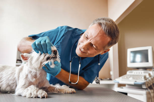 Best Emergency Dental Surgery in Stanwood, WA